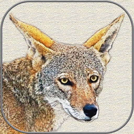 Canvas Art