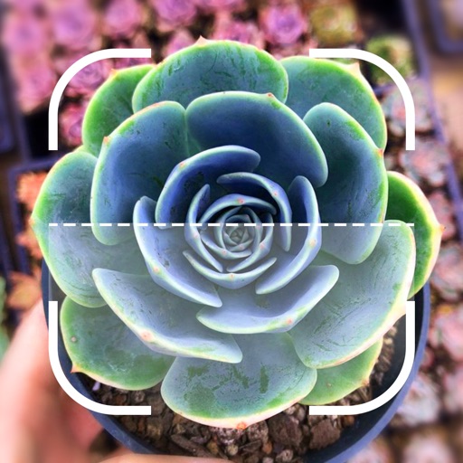 Identify Plant