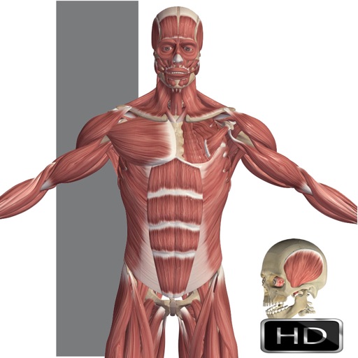 VisAnatomy